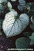 Brunnera macrophylla 'Jack Frost' leaves
