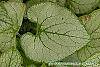 Brunnera macrophylla 'Jack Frost' leaves