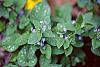 Brunnera macrophylla 'Langtrees' flowers