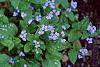 Brunnera macrophylla 'Langtrees' flowers