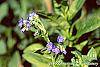Mertensia echioides flowers