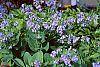 Mertensia virginica habit