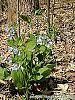 Mertensia virginica habit