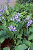 Mertensia virginica flowers