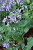 Mertensia virginica flowers