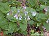 Mertensia virginica flowers