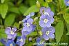 Omphalodes cappadocica 'Lilac Mist' flowers