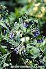 Symphytum 'Hidcote Blue' flowers