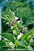 Symphytum officinale flowers
