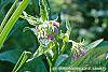 Symphytum officinale flowers