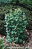 Alliaria petiolata habit