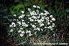 Arabis caucasica 'Snow cap' habit