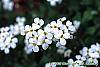Arabis caucasica 'Snow cap' flowers