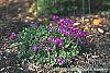 Aubrieta deltoidea 'Cascade Red' habit