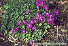 Aubrieta deltoidea 'Cascade Red' flowers