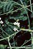 Crambe cordifolia flowers