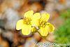 Draba rigida flowers