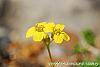 Draba rigida flowers