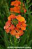 Erysimum 'Apricot Twist' flowers