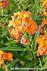 Erysimum 'Apricot Twist' flowers
