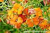 Erysimum 'Apricot Twist' flowers