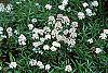 Iberis sempervirens flowers