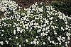Iberis tenoreana habit