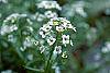 Lobularia maritima flowers