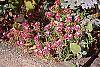 Lobularia maritima 'Royal Carpet' flowers