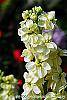 Matthiola incana 'Cinderella Yellow' flowers