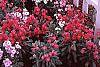 Matthiola incana 'Trysomic'