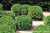 Buxus 'Green Mound' habit