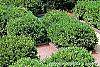 Buxus 'Green Mound' habit