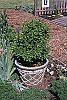 Buxus microphylla culture