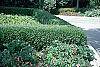 Buxus 'Glencoe' (Chicagoland Green™) habit