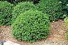 Buxus 'Wilson' habit