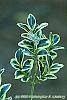 Buxus sempervirens 'Elegantissima' leaves