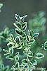 Buxus sempervirens 'Elegantissima' leaves