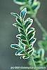Buxus sempervirens 'Elegantissima' leaves