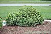 Buxus sempervirens 'Vardar Valley' habit