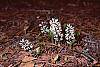 Pachysandra procumbens habit
