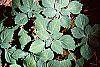 Pachysandra procumbens leaves