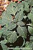 Pachysandra procumbens leaves