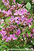 Cleome hassleriana 'Senorita Rosalita' flowers