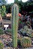 Cereus jamacaru habit