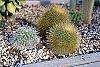 Mammillaria pringlei habit