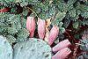 Opuntia humifusa