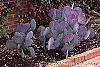 Opuntia macrocenatra var. santi-rita habit