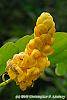 Senna alata flowers
