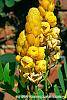 Senna alata flowers